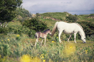 Wild Mare with Foal in Wales, UK