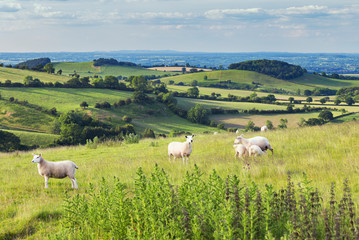 Fototapeta premium British Farming Fields at Summer in Shropshire, UK