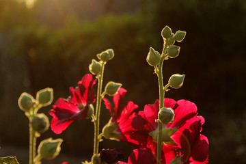 Abstract nature background. Red flowers and green buds. Cropped shot of mallow flowers.