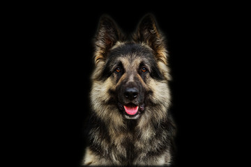 German Shepherd dog isolated on black background