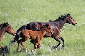 Wild mustang running with colt