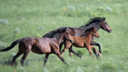 Obraz na płótnie Canvas Two wild horses with colt running