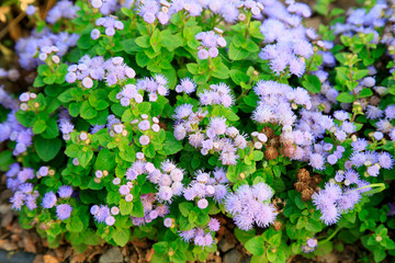 Agastache rugosus in the botanical garden