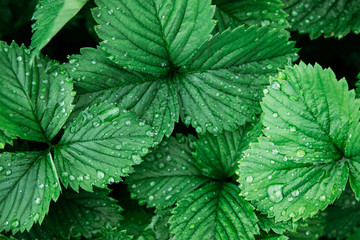 Strawberry leaves with water drops after rain. Concept background floral