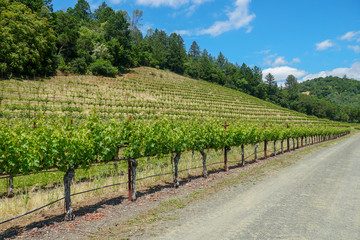 Fototapeta na wymiar Vineyard in Napa Valley. Napa County, in California's Wine Country. Vineyards landscape.
