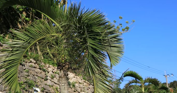 Plam tree at Ohama beach in Amami oshima Kagoshima