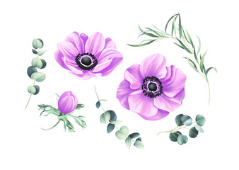 Set of anemones and eucalyptus branches isolated on white background