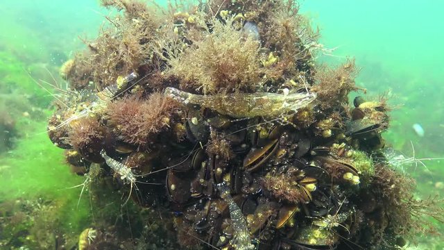 Shrimp hiding among mussels. Shrimp Baltic prawn (Palaemon adspersus). Black Sea