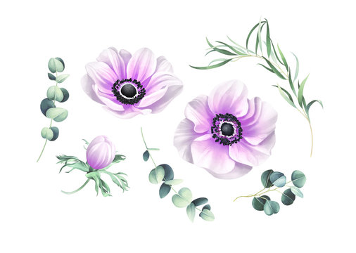 Set of anemones and eucalyptus branches isolated on white background