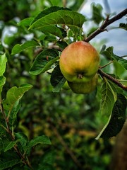 apple on tree