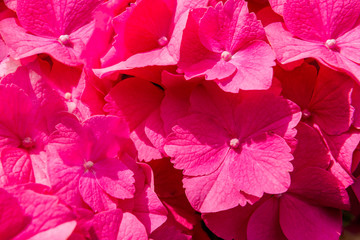 Beautiful Hydrangea Flowers in the Garden © manuta