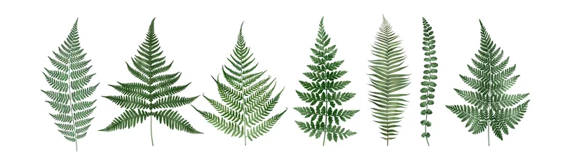 Fotobehang Set of fern leaves isolated on white. Watercolor botanical illustration. © Oleksandra
