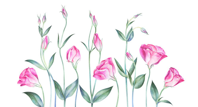 Elegant background with eustoma flowers. Watercolor hand drawn illustration.