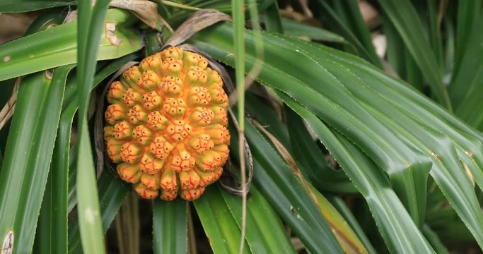 Tropical fruits at Ohama beach in Amami oshima Kagoshima