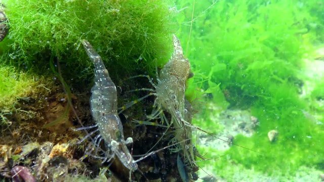 Shrimps on the seabed, (Palaemon adspersus) commonly called Baltic prawn, Black sea