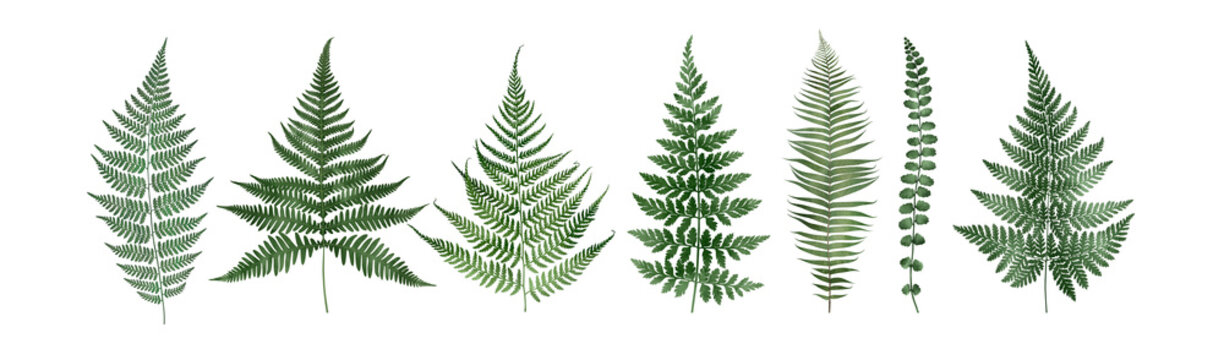 Set of fern leaves isolated on white. Watercolor botanical illustration.