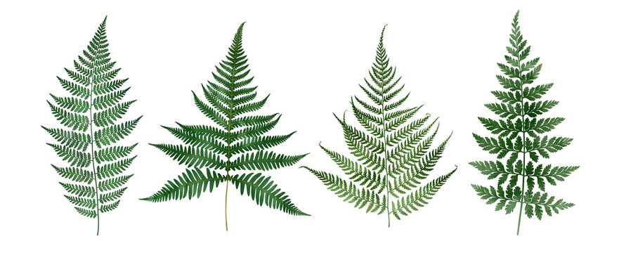 Set of fern leaves isolated on white. Watercolor botanical illustration.