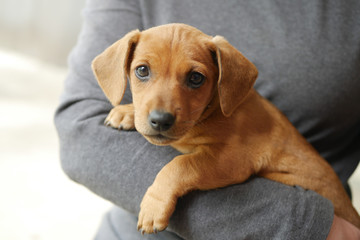 cute dachshund puppy on hand