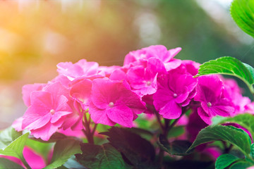 Beautiful Hydrangea Flowers in the Garden