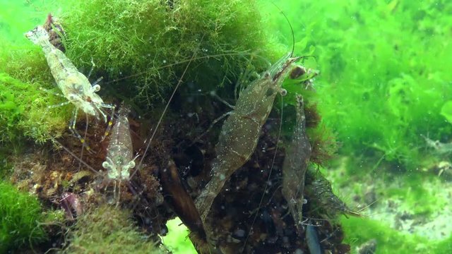 Shrimps on the seabed, (Palaemon adspersus) commonly called Baltic prawn, Black sea