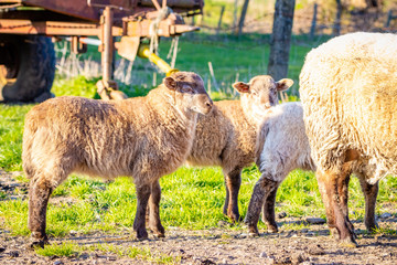 lambs on a farm