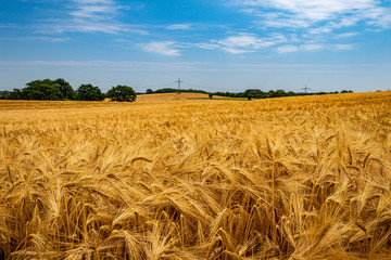 golden wheat field