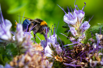 bee on a flower