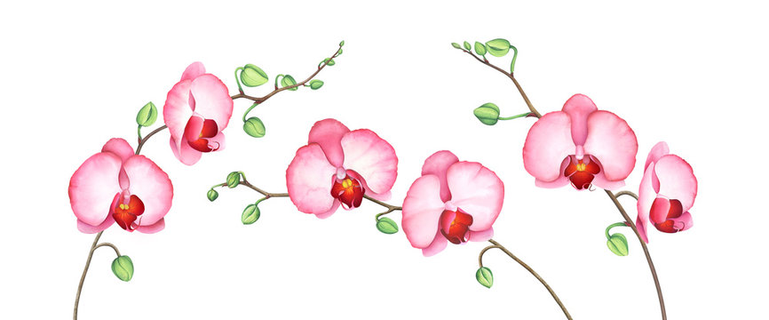Set of pink orchid branches isolated on white. Watercolor illustration.