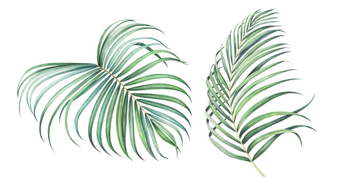 Set of tropical palm branches isolated on white. Watercolor illustration.