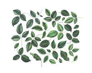Collection of watercolor rose leaves isolated on white background.