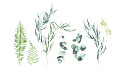 Set of eucalyptus and fern branches isolated on white. Watercolor illustration.