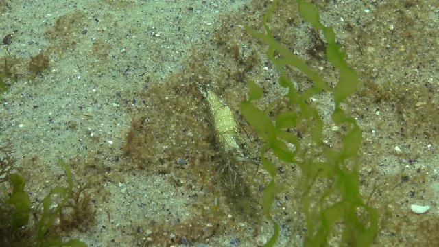 Shrimps on the seabed, (Palaemon adspersus) commonly called Baltic prawn, Black sea