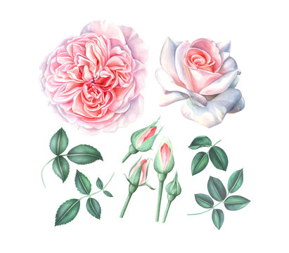 Watercolor collection of pink roses with leaves and buds isolated on white.