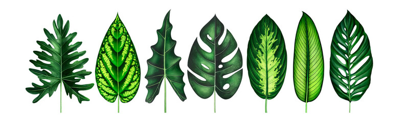 Set of exotic tropical leaves isolated on white. Watercolor illustration. © Oleksandra