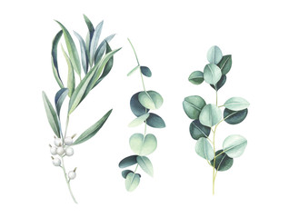 Eucalyptus and wild olive branches isolated on white. Watercolor illustration. © Oleksandra