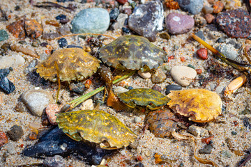 crab shells on a beach