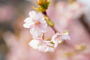河津桜