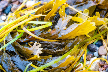 Seaweed on the beach