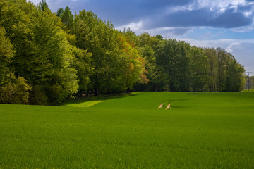 Fototapeta na wymiar Field with treeline in the background and cloudy sky