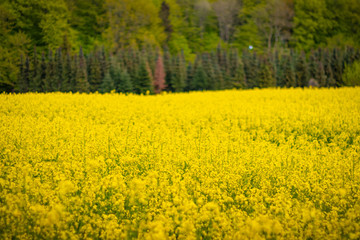 Obraz premium field of oilseed rape