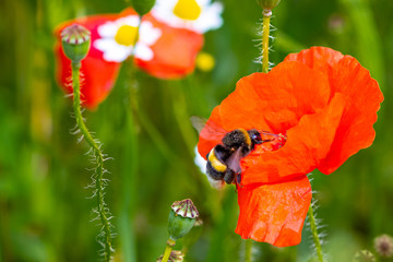 bumblebee on red poppy flower