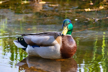 male mallard duck on water