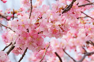 河津桜