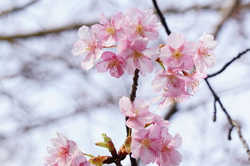 河津桜