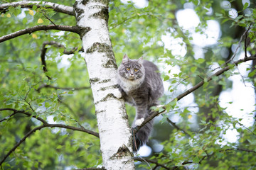 young blue tabby maine coon cat balancing on branch of a birch tree observing the garden