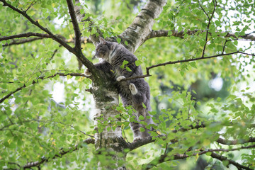 young blue tabby maine coon cat with white paws climbing up a birch tree observing birds