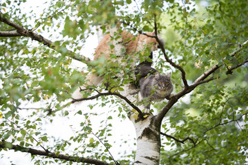 two young maine coon cats climbing on a birch tree. blue tabby maine coon cat is looking at camera