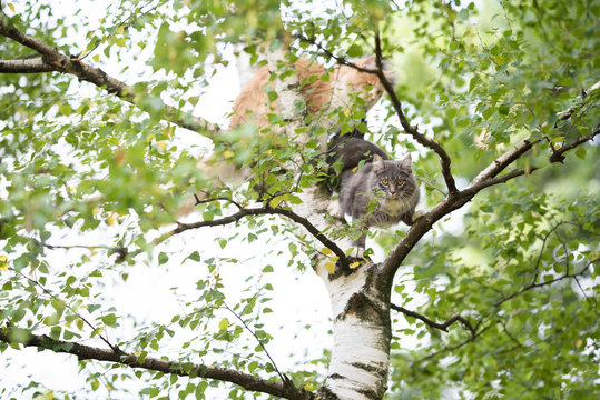 two young maine coon cats climbing on a birch tree. blue tabby maine coon cat is looking at camera