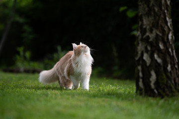 Naklejka na ściany i meble young cream tabby beige white maine coon cat standing on lawn looking up a birch tree on a sunny day