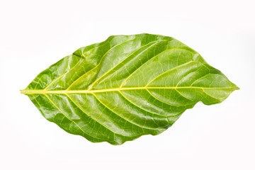 Morinda citrifolia - Green leaf of the noni tree. White background
